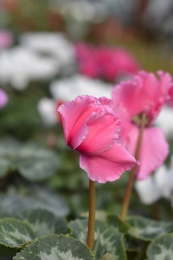 Pers siklamen çiçekleri - Latince adı - siklamen persicum