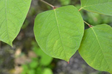 Japon düğümü yaprakları - Latince adı - Fallopia japonica