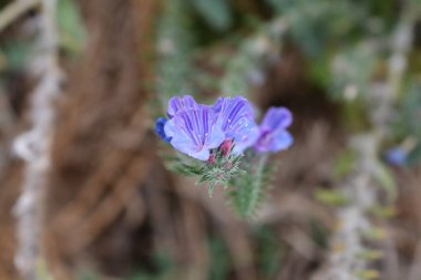 Viperlar böcek ilacı çiçekleri - Latince adı - Echium vulgare