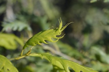 Fennssy Oak Latince adı: 