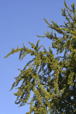 Mavi gökyüzünde yaprakları olan Ginkgo dalları - Latince adı - Ginkgo biloba