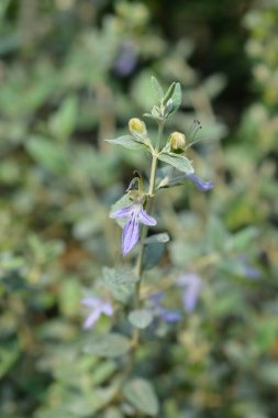 Ağaç Alman çiçekleri - Latince adı - Teucrium fruticans