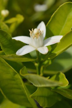 Tatlı portakal çiçeği - Latince adı - Citrus sinensis