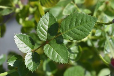 Minyatür Rose Louisa Latince adı Rosa Louisa