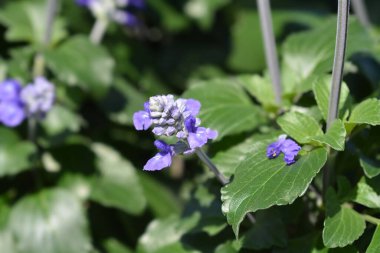 Mealy Cup adaçayı çiçekleri, Latince adı Salvia farinacea.