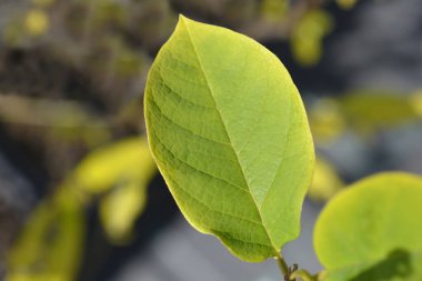 Yeşil yapraklı manolya dalları - Latince adı - Magnolia sieboldii