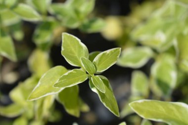 Latince adı Vinca major Variegata olan daha büyük menekşe yaprakları