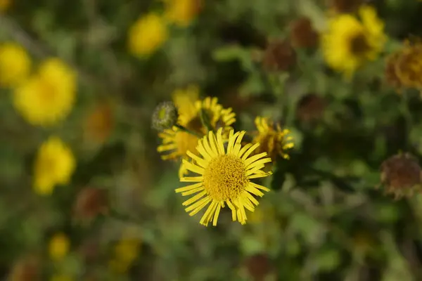 Małe Kwiaty Żółte Kwiaty Łacińska Nazwa Pulicaria Vulgaris — Zdjęcie stockowe