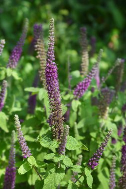 İran Alman çiçekleri - Latince adı - Teucrium hircanicum