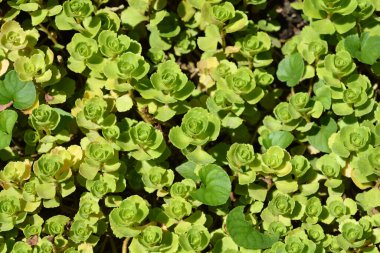 İki sıralı taş kırık yaprakları - Latince adı - Sedum spurium