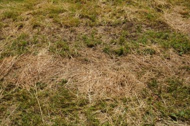 Saman kurutma ile hasat edilen tarlanın ayrıntıları