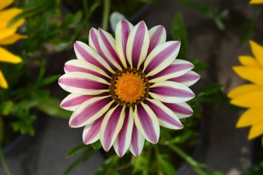 Pembe ve beyaz Hazine çiçeği - Latince adı - Gazania Büyük Öpücük Beyaz Alev