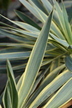 Çeşitli İspanyol hançer yaprakları - Latince adı - Yucca gloriosa Variegata