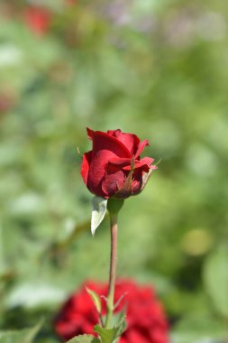 Minyatür Rose Dic Kırmızı Çiçek - Latince adı Rosa Dic