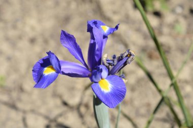 Hollanda İris Çiçeği - Latince adı - Iris x hollandica