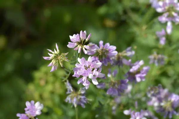 Purple crown vetch flowers - Latin name - Securigera varia
