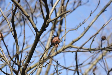Common medlar branch with fruit in winter - Latin name - Mespilus germanica