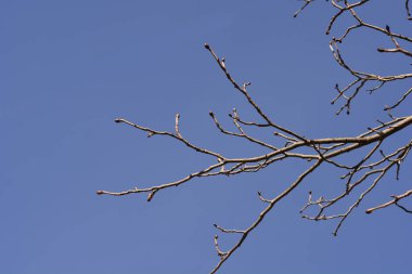 Mavi gökyüzünde tomurcukları olan kırmızı at kestane dalları - Latince adı - Aesculus x carnea