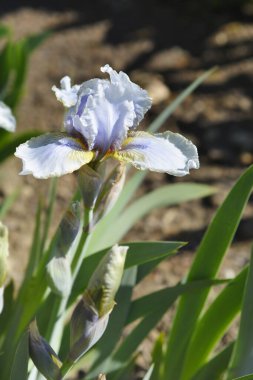 Intermediate bearded iris Palm Springs flower - Latin name - Iris barbata-media Palm Springs