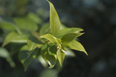 Yaprakları ve çiçek tomurcukları olan hoş kokulu tatlı kutu dalı- Latince adı Sarcococca ruscifolia