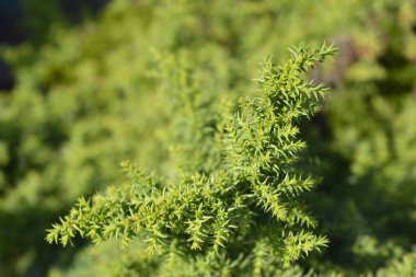 Japon sedir toynakları Latince adı Cryptomeria japonica Twinkle Toes.