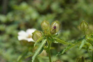 Bir saatlik çiçek tomurcukları - Latince adı - Hibiscus trionum