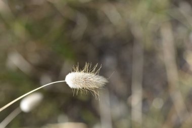 Tavşan kuyruğu otu - Latince adı - Lagurus ovatus