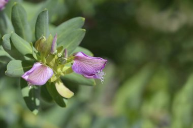 Myrtle-leaf milkwort çiçeği tomurcuğu - Latince adı - poligala myrtifolia
