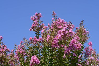 Çiçekli Pembe Krep mersin dalları Latince adı Lagerstroemia indica