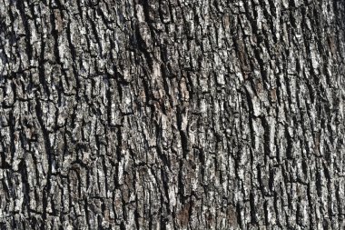 Evergreen Oak ağaç kabuğu detayı - Latince adı - Quercus ilex
