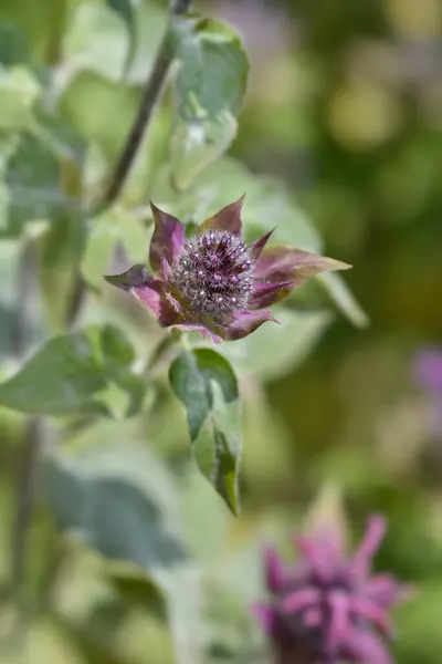 Bee balm flower buds - Latin name - Monarda didyma