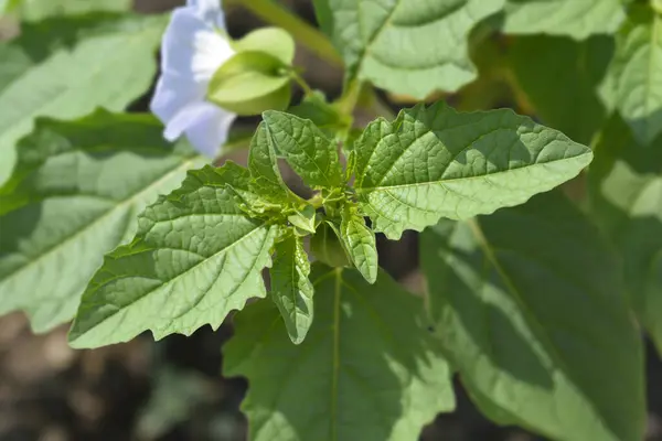 Peru yaprakları ve çiçek tomurcukları - Latince adı - Nicandra physalodes