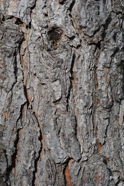Italiensk Sten Bark Detalj Latinskt Namn Pinus Pinea — Stockfoto