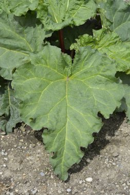 Bahçe ravent yaprakları - Latince adı - Rheum rhabarum