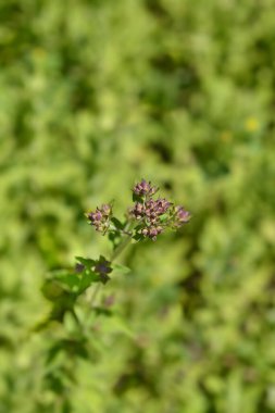 Bilinen kestane tomurcukları - Latince adı - Origanum vulgare