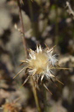Süt devedikeni başı - Latince adı - Silybum marianum