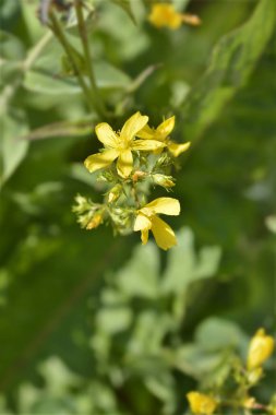 Dağ St Johns-wort çiçekleri - Latince adı - Hypericum montanum