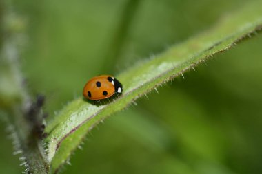 Yeşil yapraklı yedi benekli uğur kuşu