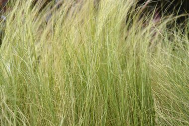 Midilli kuyruğu çimen yaprağı - Latince adı - Nassella tenuissima at kuyruğu