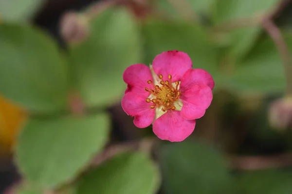 Ornamental Strawberry Pink Panda Flower Latin Name Fragaria Ananassa Pink — Stock Photo, Image