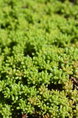 Beyaz Taş Yaprakları - Latince adı - Sedum albümü