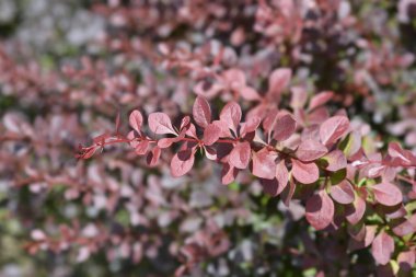 Mor Japon böğürtlen dalı - Latince adı Berberis thunbergii F. atropurpurea