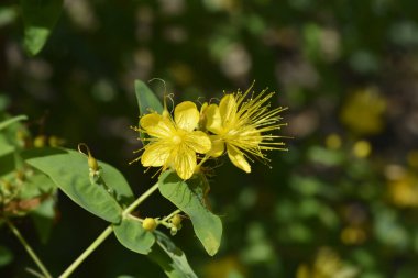 Pis kokulu St Johns-wort çiçekleri - Latince adı - Hypericum hircinum
