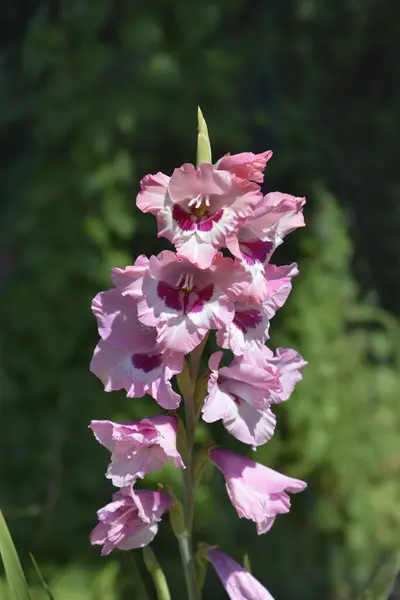 Pink and red gladiolus flowers - Latin name - Gladiolus Wine and Roses