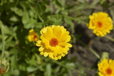 Bahçe kadife çiçeği - Latince adı - Calendula officinalis Princess mix