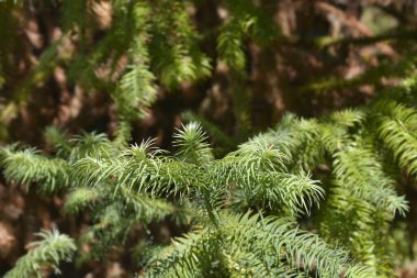 Çin köknar dalı - Latince adı - Cunninghamia lanceolata