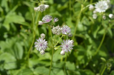 Carnic masterwort çiçekler - Latince adı - Astrantia carniolica
