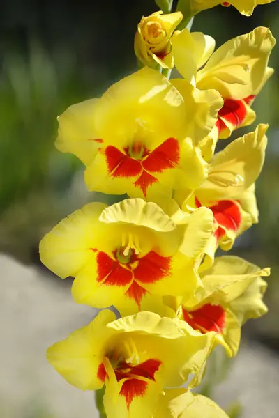Yellow and red gladiolus flowers - Latin name - Gladiolus Pep Talk