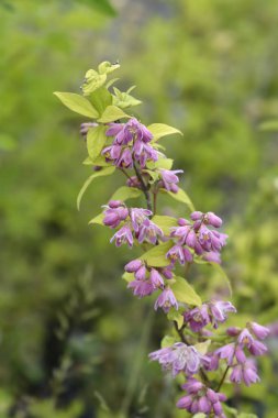 Deutzia Strawberry Fields - Latince adı - Deutzia x hybrida Strawberry Fields