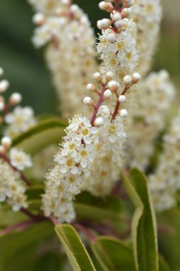 Beyaz çiçekli çeşitlendirilmiş Portekiz defne dalı - Latince adı - Prunus lusitanica Variegata